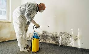 Professional Mold Prevention & Removal  in Norwood, NJ